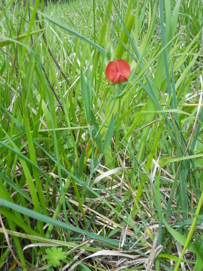 Lathyrus cicera